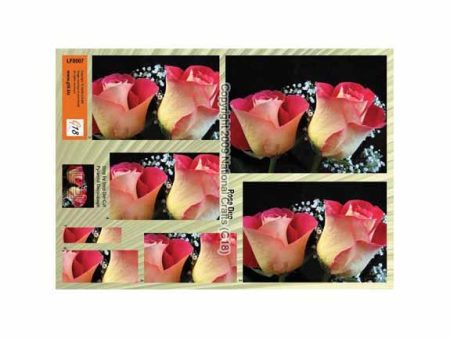 Large Format - Rose Duo For Discount