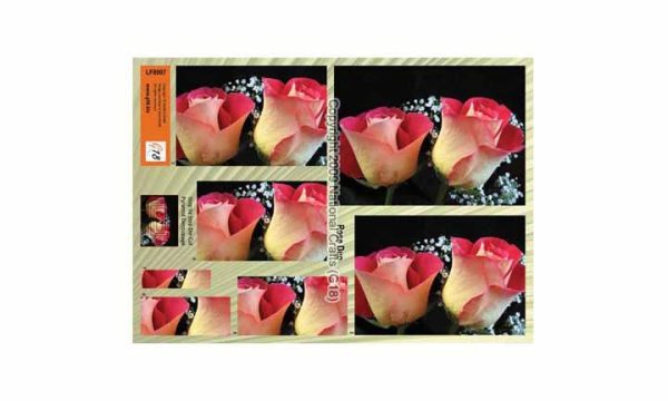 Large Format - Rose Duo For Discount