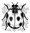 Woodware Clear Singles Ladybird 4 in x 4 in Stamp on Sale